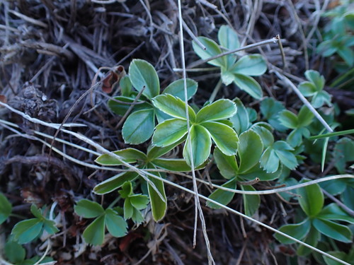 Alchemilla saxatilis, photograph 6