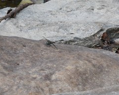 Stylogomphus sigmastylus