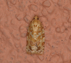 Argyrotaenia montezumae