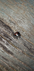 Podisus nigrispinus