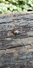 Podisus nigrispinus