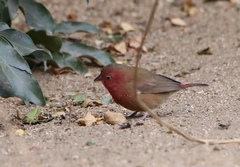 Lagonosticta senegala rendalli