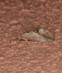Evergestis triangulalis