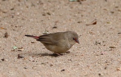 Lagonosticta senegala rendalli