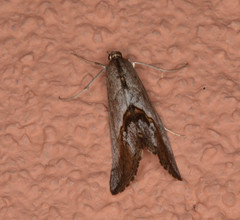 Evergestis triangulalis