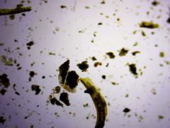 Eutardigrada