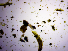 Eutardigrada