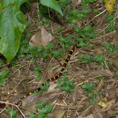 Micrurus tener tener