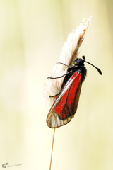 Zygaena purpuralis