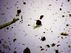 Eutardigrada
