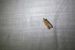 Dichomeris heriguronis