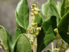 Allophylus decipiens