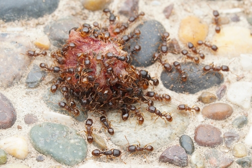 Tetramorium biskrense