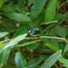Setophaga caerulescens cairnsi - Photo (c) Bates Estabrooks,  זכויות יוצרים חלקיות (CC BY-NC), הועלה על ידי Bates Estabrooks