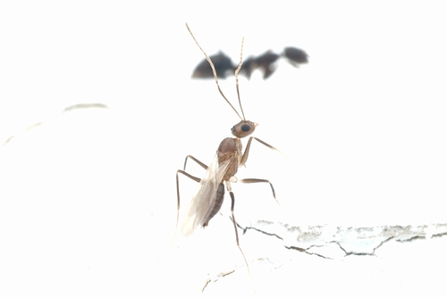 Longhorn Crazy Ant photo 3