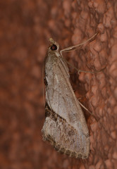 Evergestis obliqualis