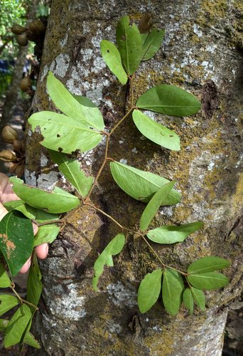Cynometra cauliflora, photograph 2