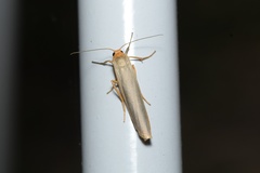 Eilema complana