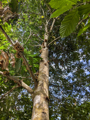 Cynometra cauliflora, photograph (c) Kristof Zyskowski, some rights reserved (CC BY)