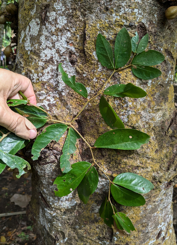 Nam-nam (Cynometra cauliflora)