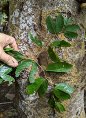 Cynometra cauliflora