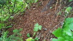Tamiasciurus fremonti