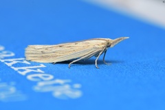 Ematheudes punctella