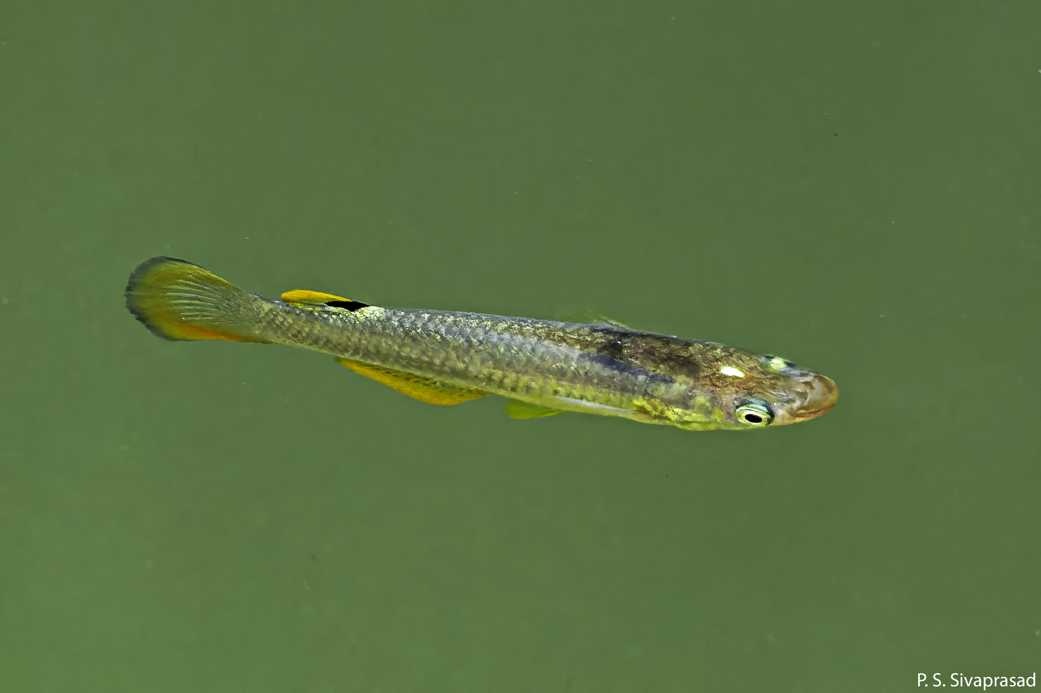 Aplocheilus andamanicus