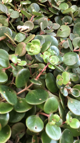 Sedum tetractinum, photograph 5