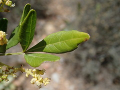 Allophylus decipiens