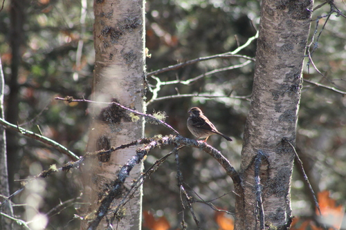 White-throated Sparrow photographed in Maine