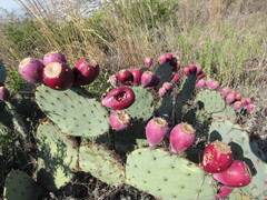 Opuntia larreyi