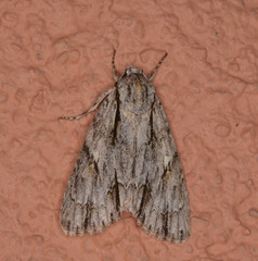 Acronicta thoracica