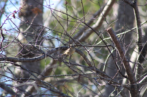 Ruby-crowned Kinglet photographed in Maine