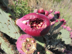 Opuntia larreyi