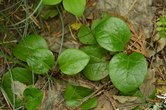 Pyrola asarifolia