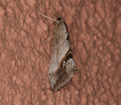 Evergestis triangulalis