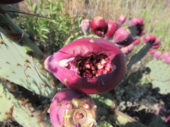 Opuntia larreyi