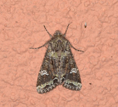 Mamestra configurata