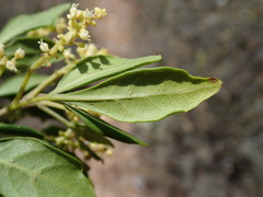 Allophylus decipiens