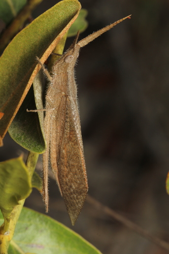 Paulacris exaggerata