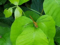 Sympetrum rubicundulum