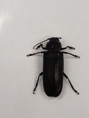 Archodontes melanopus