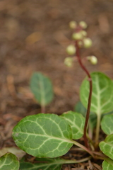Pyrola picta