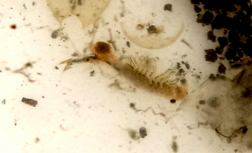 Chirocephalus carnuntanus