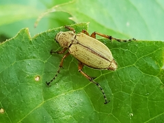 Macrodactylus subspinosus