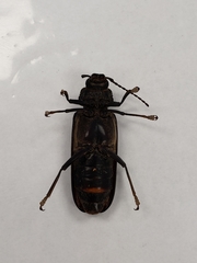 Archodontes melanopus