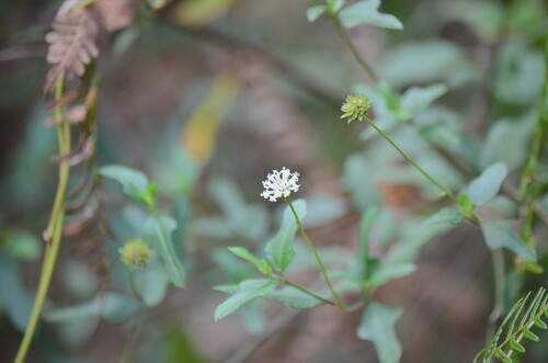 Image of Melanthera angustifolia by (c) Josiah Londerée, some rights reserved (CC BY)