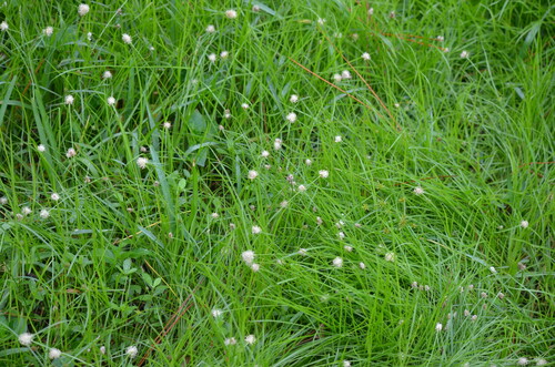 Cyperus richardii, photograph 6