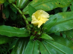 Costus villosissimus
